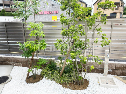 施工例レンガ花壇 シンボルツリー シマトネリコ 常緑樹 植栽